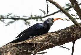 Image result for Astropanax abyssinicus