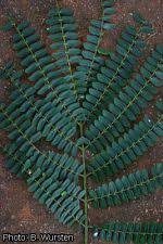 Image result for Albizia schimperiana