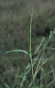 Image result for Rottboellia