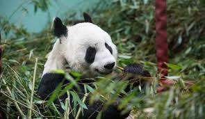 New Giant Panda Habitat At Edinburgh Zoo Edinburgh Zoo