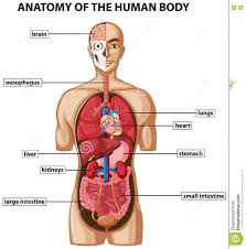 Diagram Showing Anatomy Of Human Body With Names Stock