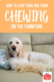 This is what i will do to stop my dog from chewing (redirect): Easy Ways On How To Stop A Dog From Chewing On Furniture Dog Training Dog Training Obedience Training Your Dog
