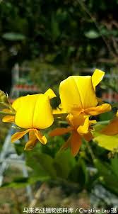 Image result for Crotalaria cleomifolia