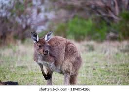 We did not find results for: Home Furniture Diy Cute Kangaroo Australian Native Animal Ornament Figurine Kangaroos In A Log Home Decor