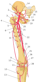Arteria Femoral Wikipedia A Enciclopedia Livre