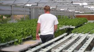 It generally speaks about the condition wherein the. Troubleshooting With General Hydroponics Growing System