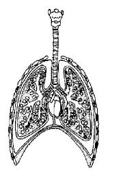 Inset shows bronchioles, alveoli, artery, and vein. Respiratory System Worksheet Wikieducator