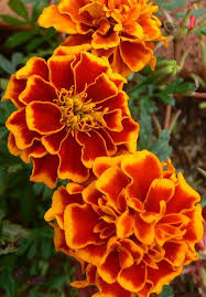 Marigolds Marigold Flower Beautiful Flowers Planting Marigolds