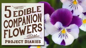 Women ate flowers for better skin. 5 Edible Companion Flowers Growing Benefits Serving Ideas Youtube