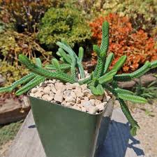 Image result for Crassula alsinoides