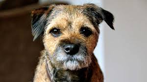 Border Terrier Price Temperament Life Span These puppies were born in our bedroom not in a kennel. border terrier price temperament