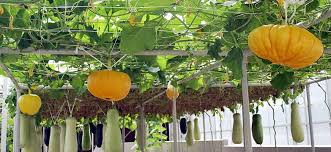 Why Vertical Gardening Is So Fantastic Growing Pumpkins Pumpkin Trellis Squash Trellis