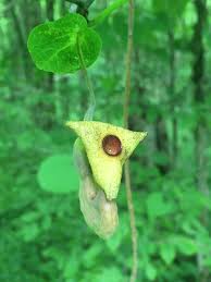 Image result for Aristolochia