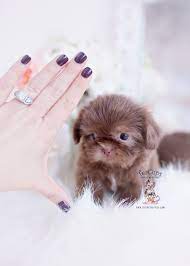 Find local shih tzu puppies for sale and dogs for adoption near you. Imperial Shih Tzu Breeder Florida Teacup Puppies Boutique