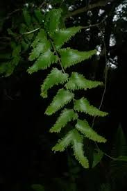 Image result for Lygodiaceae