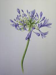 Agapanthus From My Garden By Leda Rendina Turner Leda Turners Net Au Flower Art Painting Botanical Art Prints Flower Photography Art