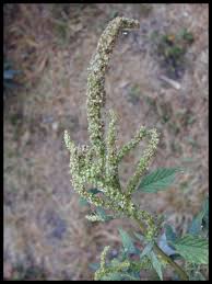 Image result for Amaranthus spinosus