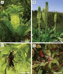 Image result for Eucomis autumnalis
