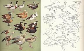 Birds Of South Africa Identification Shelduck Breeds Orinoco Goose And Egyptian Goose Duck Species Duck Identification Wild Duck