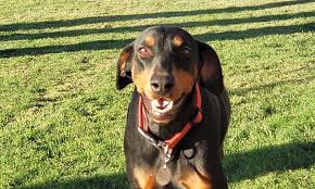 Please submit only one application for the pet (s) you. These Albuquerque Based Dogs Are Up For Adoption And In Need Of A Good