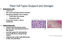 Plant cell types and tissues. Objectives List And Describe The Major Plant Organs