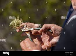 Man with teddy bear cholla cactus stuck ...