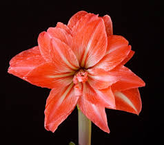 Pin On Amaryllis