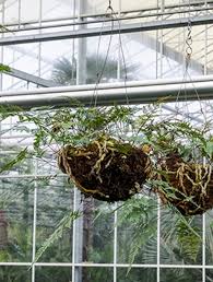 Davallia cylindrica ching, chien & chun. Davallia Trichomanoides 50 Cm Eichhornchenfuss Im Hangenden Korb Terrapalme Heim Und Gartenshop