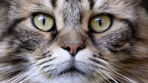 Resultado de imagen para GATOS
