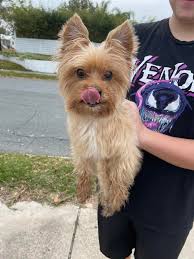 Is someone missing a Dog??? It's strolling around inside and out of willow  tree