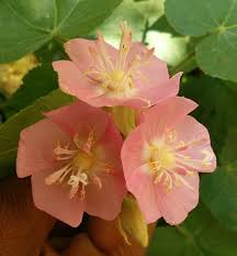 Image result for Dombeya buettneri