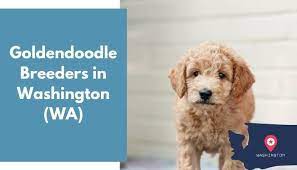 There are no euro goldendoodle puppies currently available, but we do have upcoming litters you might be interested in! 20 Goldendoodle Breeders In Washington Wa Goldendoodle Puppies For Sale Animalfate