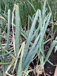 Image result for Onion Thrips