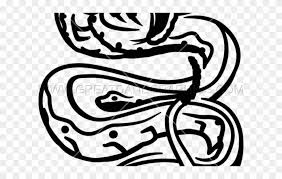 Maybe you would like to learn more about one of these? Snake Tattoo Clipart Transparent Snake Draw Tattoo Png 3712647 Pinclipart