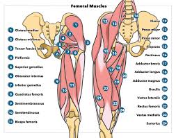 The word ham is derived from the old english ham or hom meaning the hollow or bend of the knee, from a germanic base where it meant crooked. Anatomy Bony Pelvis And Lower Limb Femoral Muscles Article