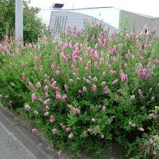 Image result for Spiraea billardii
