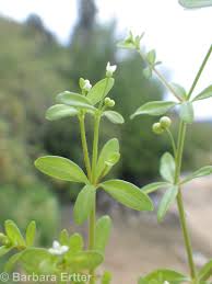 Image result for Galium stenophyllum