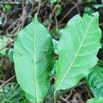 Image result for Nesogordonia