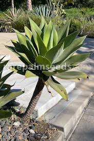 Image result for Agave attenuata