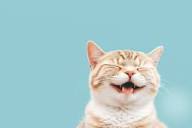 Laughing Cat Images – Browse 55,353 Stock Photos, Vectors, and Video | Adobe Stock