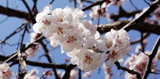 The leaves of the tree are propagation apricot trees are usually propagated vegetatively to maintain the desirable genetic death of young blossoms and associated twigs and leaves; Apricot Tree Growing Caring For And Harvesting Juicy Apricots