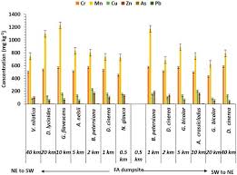 Image result for Panicum kalaharense