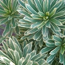 Euphorbia characias 'silver swan' is. Euphorbia Silver Swan 14cm Waterwise Garden World