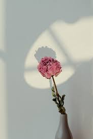 Pin On Peony Flower