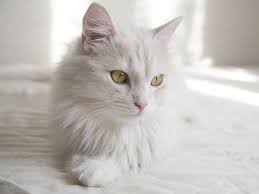 Cara memelihara kucing anggora yang masih kecil akan cepat jika dibesarkan induknya. 4 Ciri Kucing Anggora Asli Jangan Sampai Tertipu Saat Membeli Hot Liputan6 Com