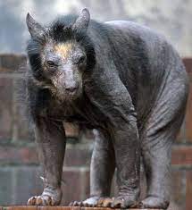 Want the best of buzzfeed animals in your inbox? Here Are 16 Hairless Animals In Case You Were Curious