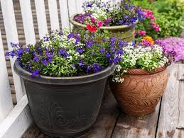 Looking to grow a small ornamental tree? Coronavirus Quarantine Tips To Garden Indoors While Stuck Inside