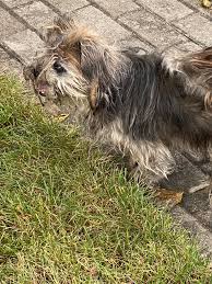 Neglected Dog Rescued on Wood St West in Hamilton Ontario