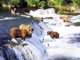 Brown Bears Fishing Brooks River Katmai National Park Alaska Ours Brun Ours Animaux Sauvages