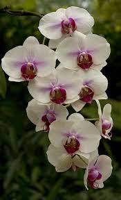Singapore Orchids Beautiful Orchids Beautiful Flowers Orchid Flower